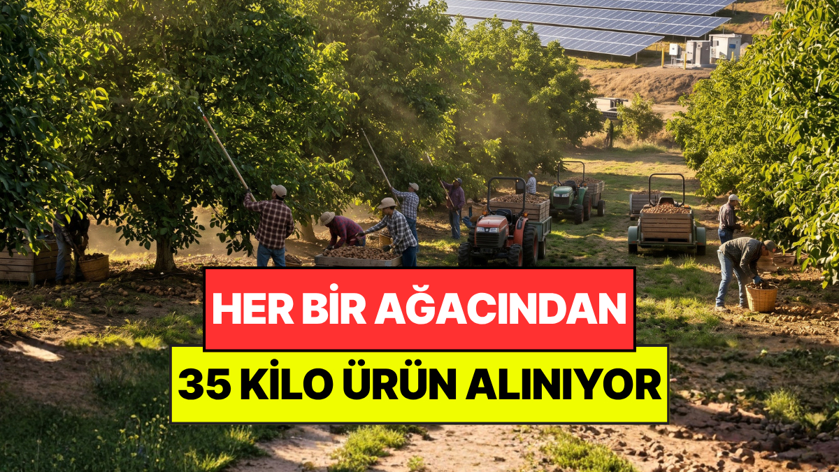 8 Yıl Boyunca Tek Tek İzlediler: Her Ağaçtan 35 Kilo Ürün Çıkıyor