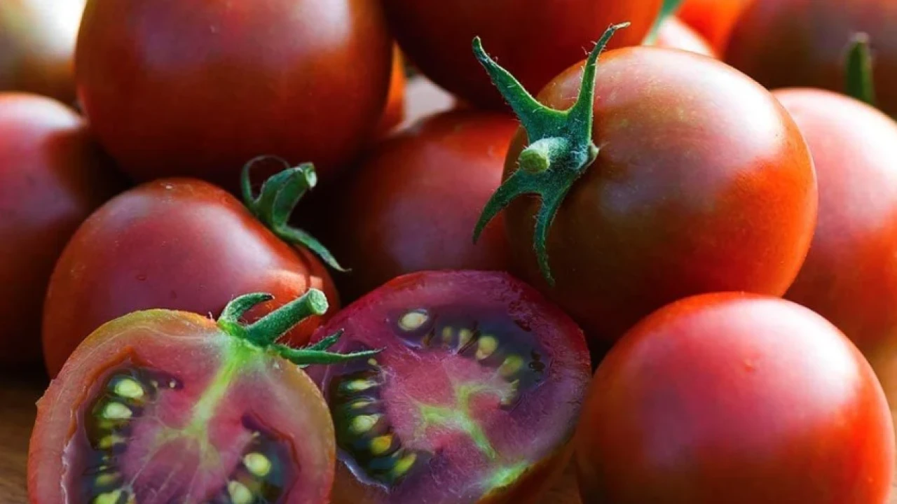 Domateste bakteri endişesi; Çiğ çeri domates tüketimi yasaklandı!