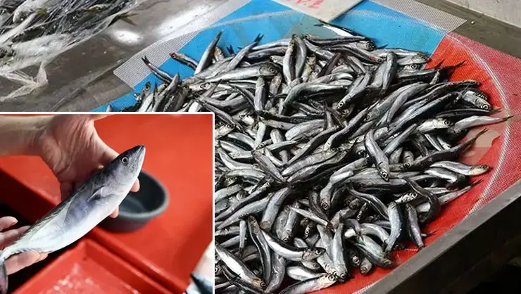 Hamsi mi palamut mu daha sağlıklı? Hangisinin neden tercih edilmesi gerektiği ortaya çıktı
